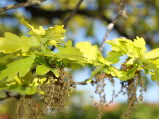 Reutereiche Grüne Eichenblätter mit kleinen Blütenständen und einem verschwommenen Hintergrund.