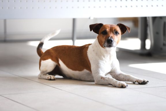 Hubert Einer der Bürohunde "Hubert"