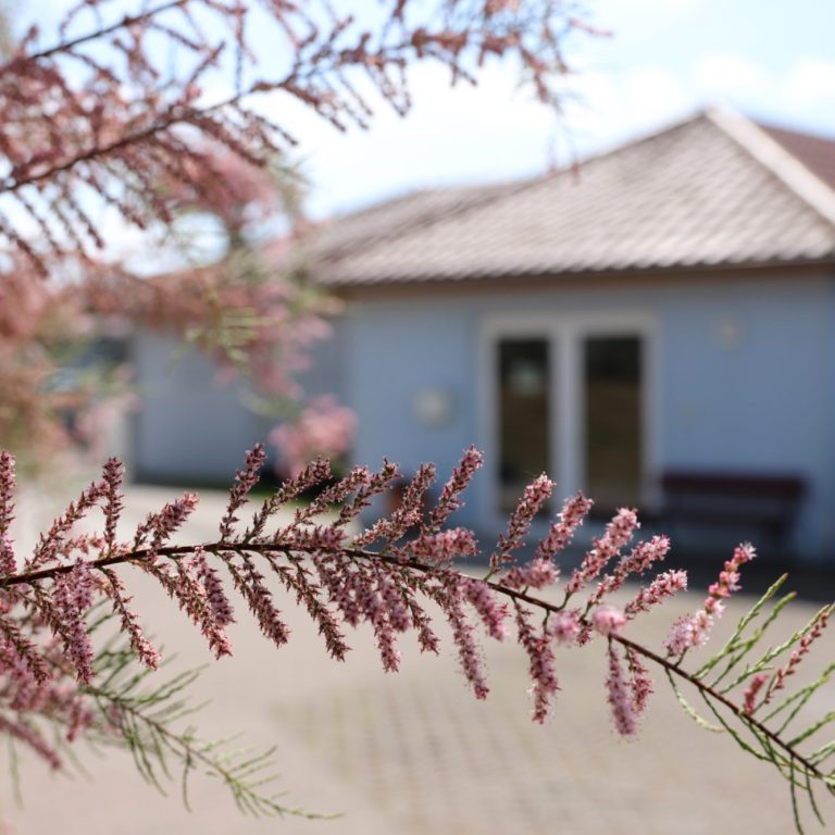 Fritz Reuter Pflegedienst Zweig mit rosa Blüten im Vordergrund, unscharfes Haus "Fritz Reuter Pflegeheim" im Hintergrund.