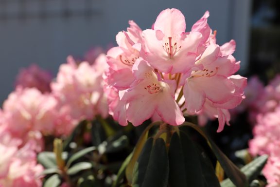 Blühender Rhododendron Blühender Rhododendron