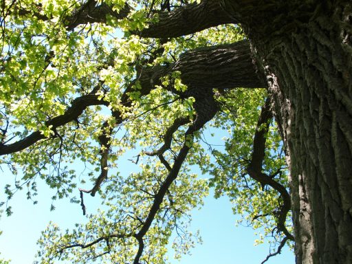 Reutereiche Äste eines großen Baumes mit frischem Blattwerk und blauem Himmel im Hintergrund.