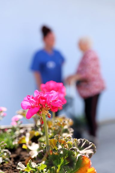 Geranie im Innenhof Eine blühende pinkfarbene Geranie im Vordergrund, zwei Personen im Hintergrund.